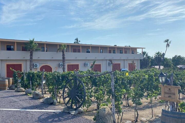 Vinedo Las Tinajas (winery) - Winery / Vineyard + Tasting restaurant in Todos Santos / El Pescadero, Los Cabos