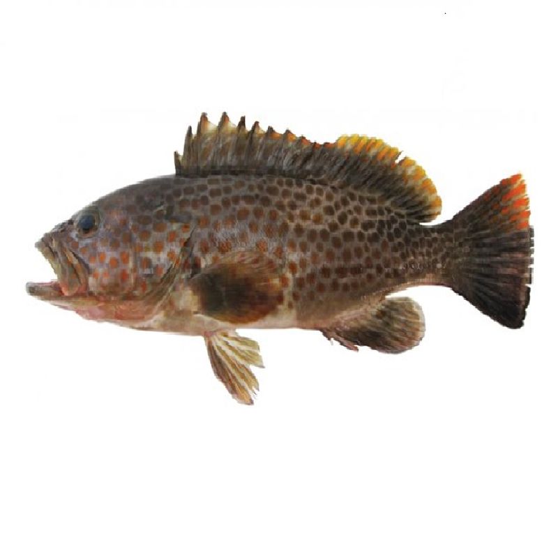 Cabrilla (Grouper) 1 kg